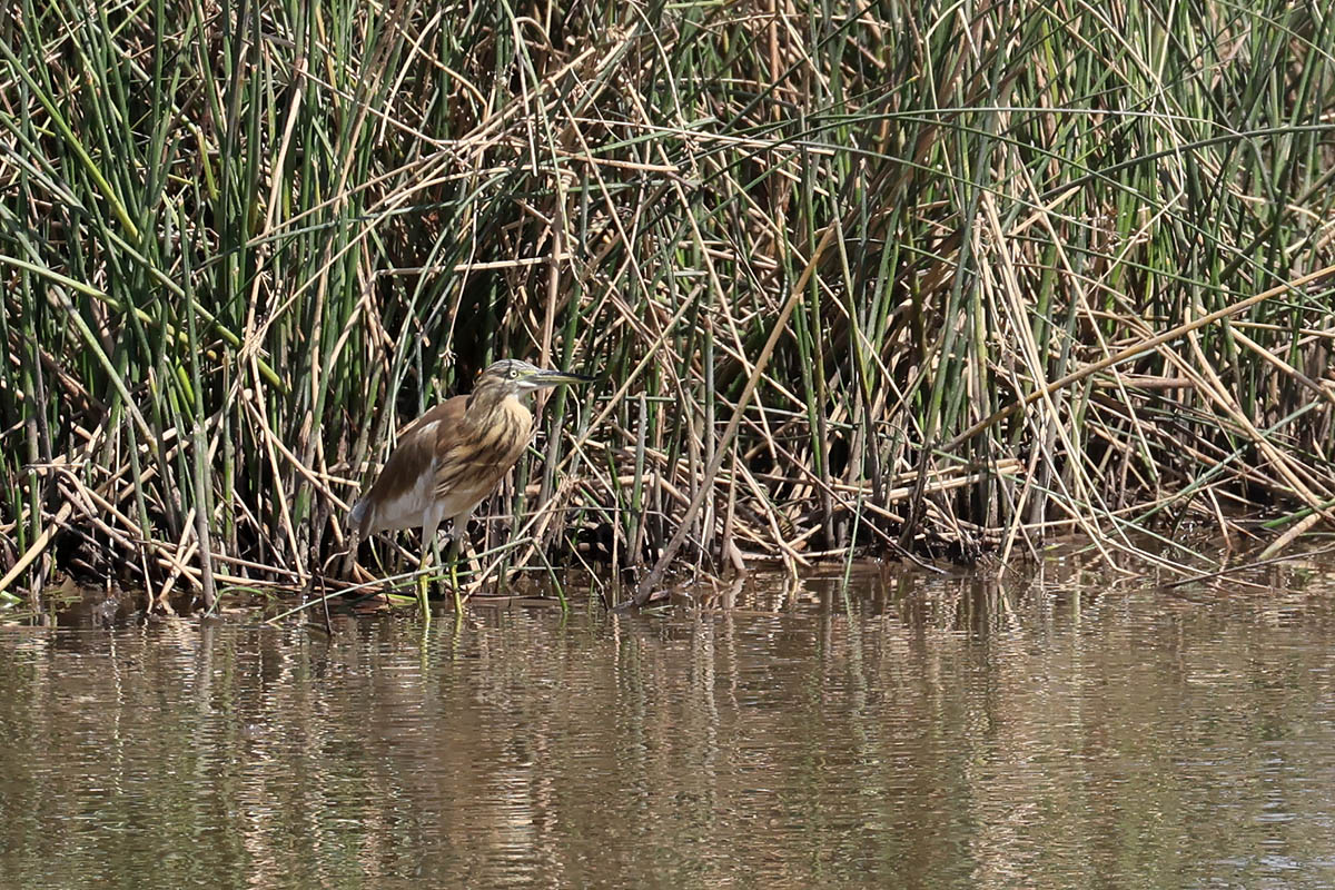 Squacco heron